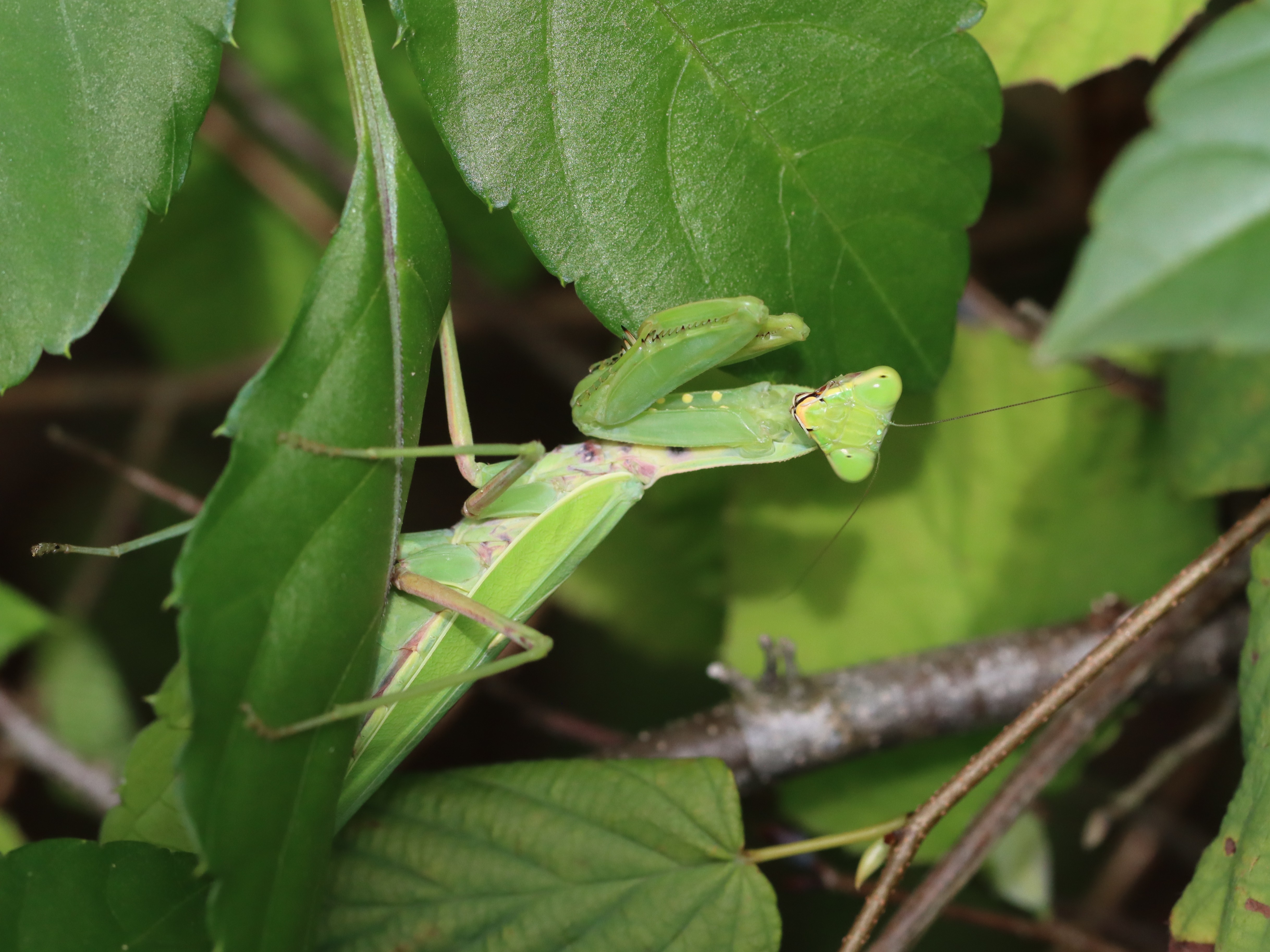 ハラビロカマキリ5